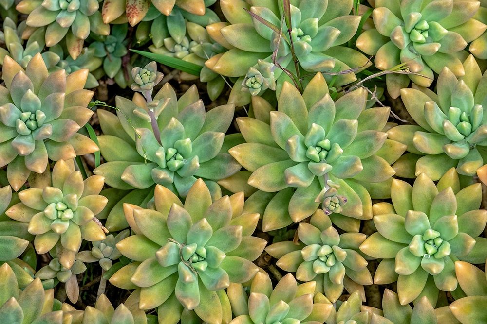 Powdery liveforever-succulent